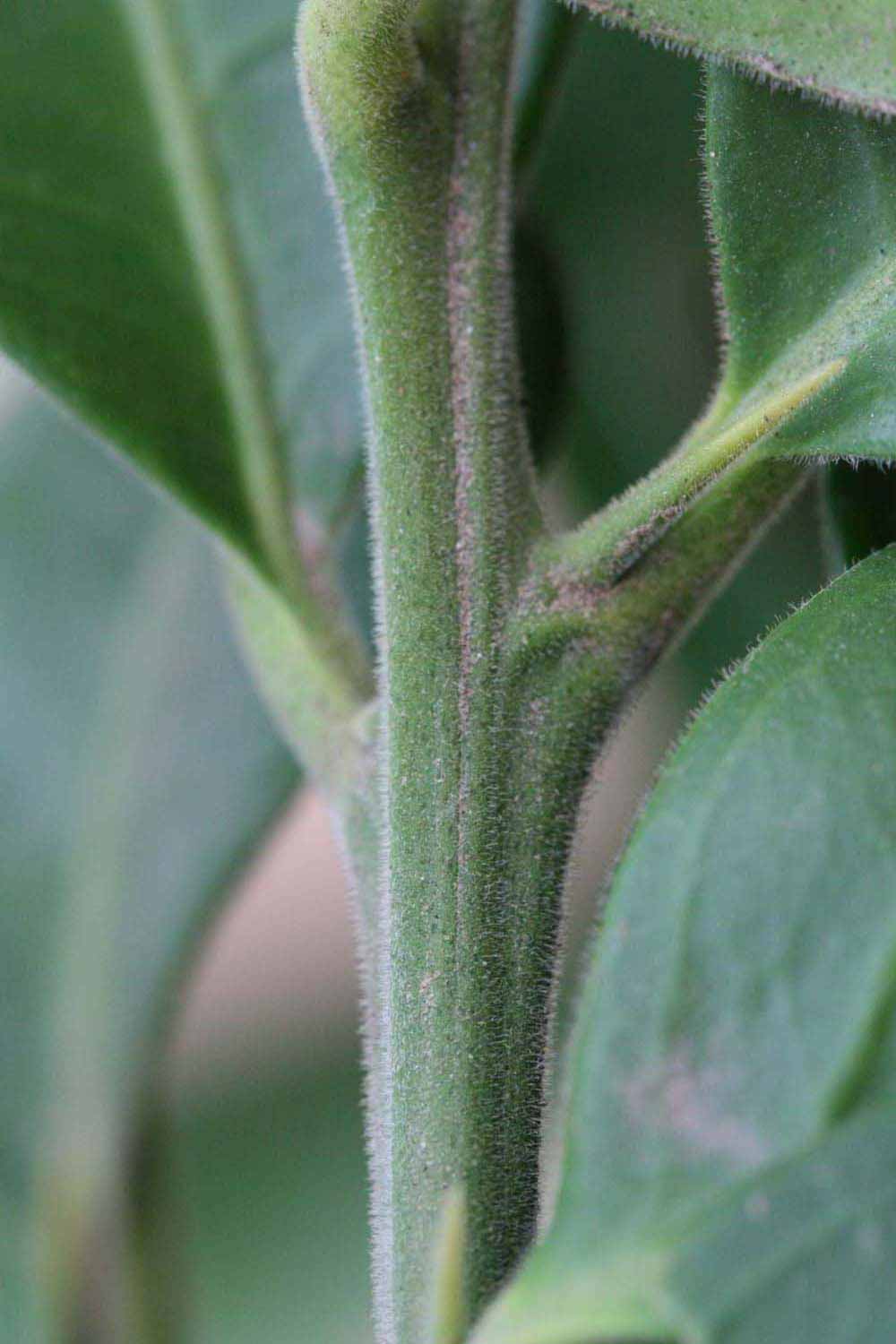            First year twig (Riverside, CA)   